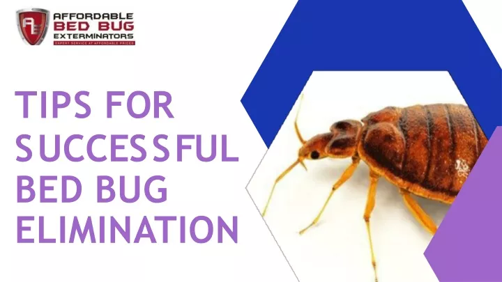 PPT - Tips For Successful Bed Bug Elimination PowerPoint Presentation ...