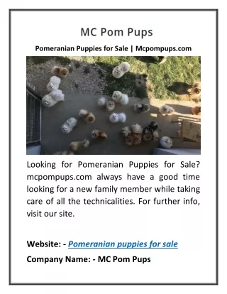 Pomeranian Puppies for Sale | Mcpompups.com