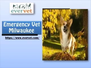 Emergency Vet Service in Milwaukee