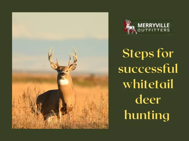 steps for successful whitetail deer hunting