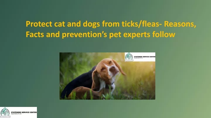 protect cat and dogs from ticks fleas reasons