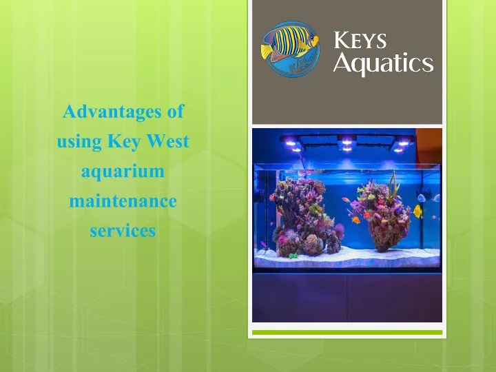 advantages of using key west aquarium maintenance services