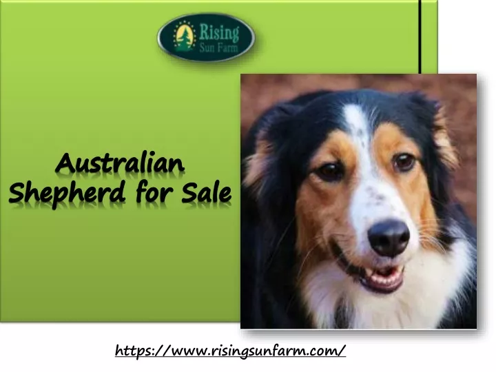 australian shepherd for sale