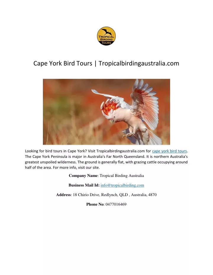 cape york bird tours tropicalbirdingaustralia com