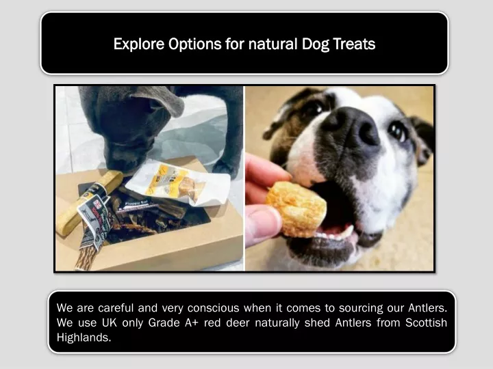 explore options for natural dog t reats