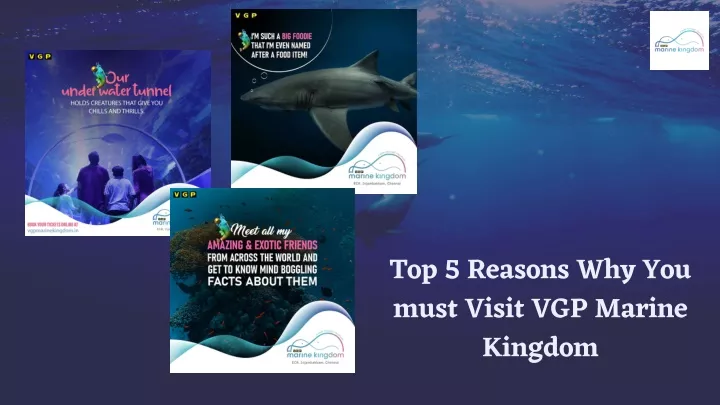 top 5 reasons why you must visit vgp marine