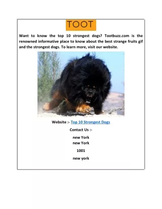 Top 10 Strongest Dogs  Tootbuzz.com
