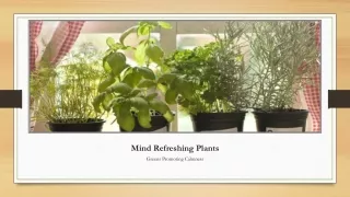 Mind Refreshing Plants
