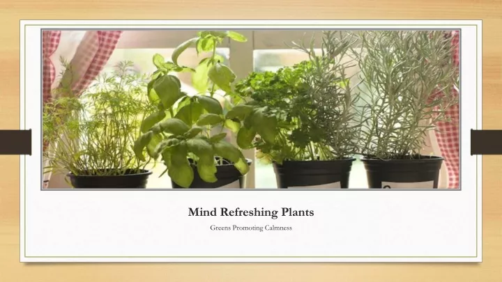 mind refreshing plants