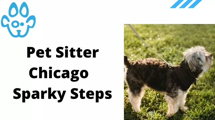 pet sitter chicago sparky steps