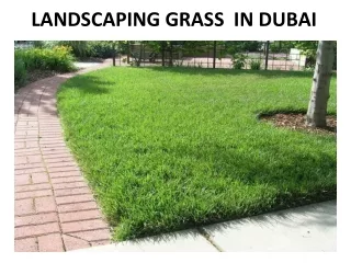 landscaping grass in dubai