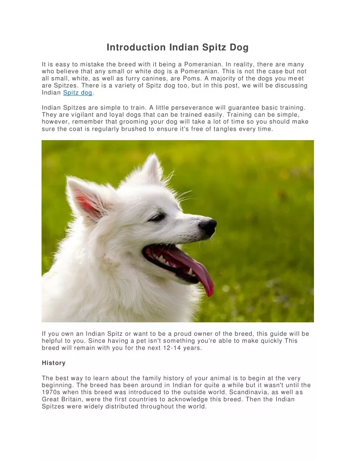 introduction indian spitz dog