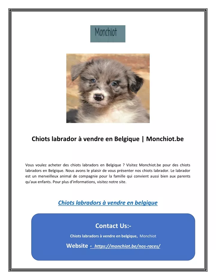 chiots labrador vendre en belgique monchiot be