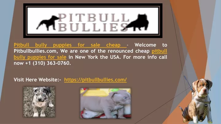 pitbull pitbullbullies