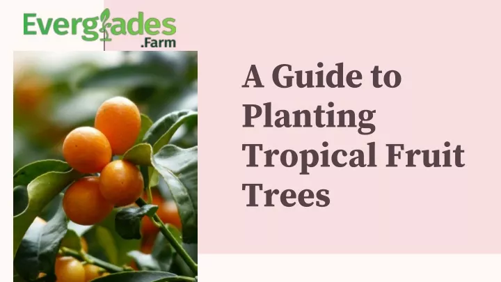 a guid e to planting tropical fruit trees