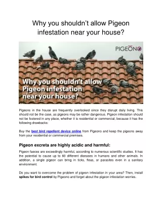 Why you shouldn’t allow Pigeon infestation near your house ?