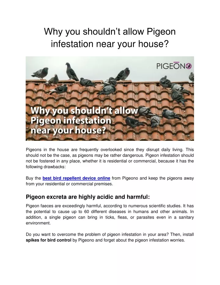 why you shouldn t allow pigeon infestation near