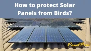 How to protect Solar Panels from Birds