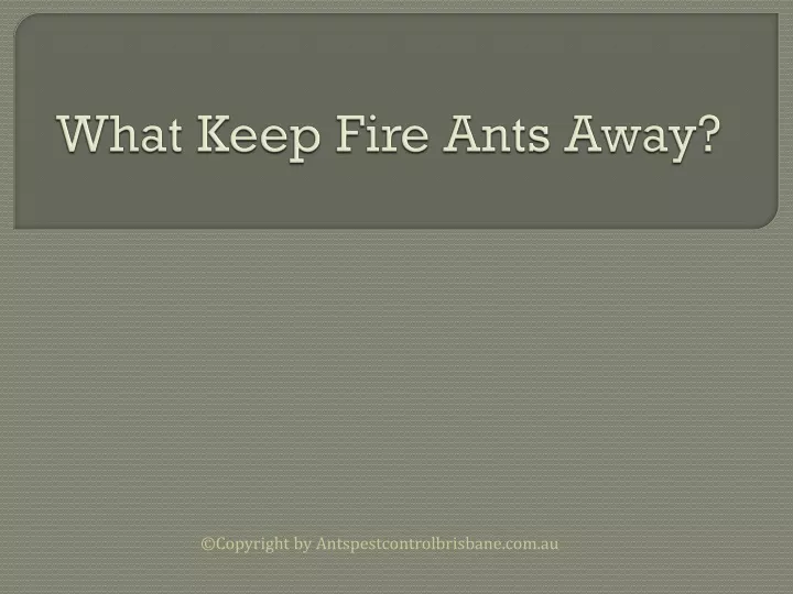 what keep fire ants away
