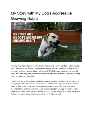 My Story with My Dog’s Aggressive Gnawing Habits