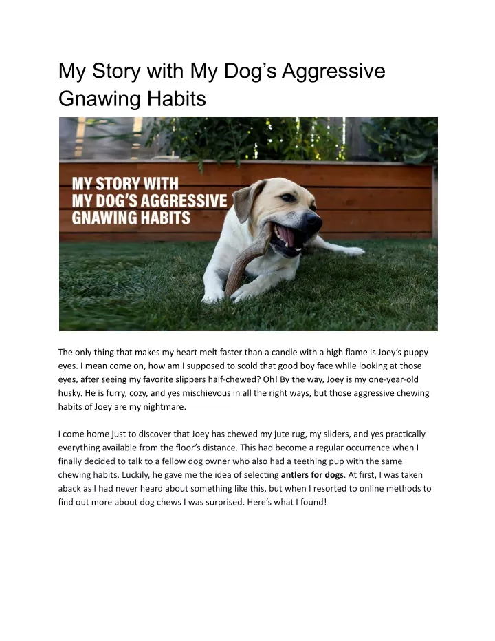 my story with my dog s aggressive gnawing habits