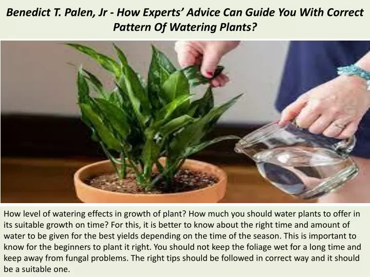 benedict t palen jr how experts advice can guide you with correct pattern of watering plants