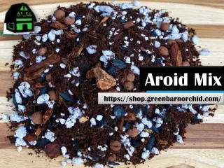 Buy Aroid Mix | Green Barn Orchid