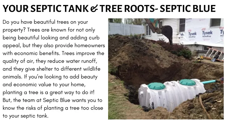 your septic tank tree roots septic blue