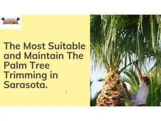 The Most Suitable and Maintain The Palm Tree Trimming in Sarasota