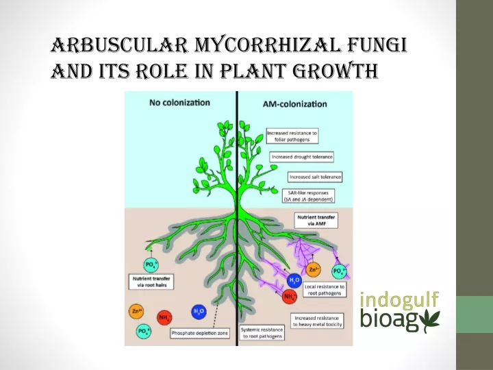 arbuscular mycorrhizal fungi and its role