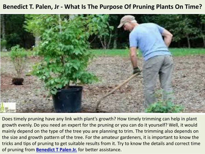 benedict t palen jr what is the purpose of pruning plants on time