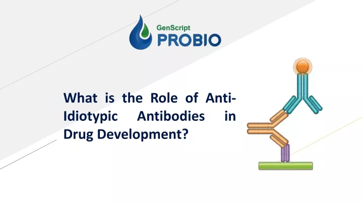 what is the role of anti idiotypic antibodies in drug development