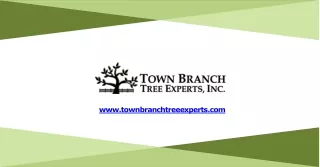 Explore Tree Removal Company in Lexington KY