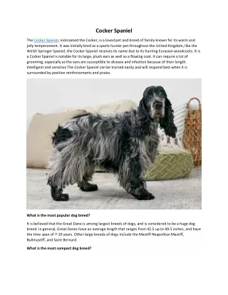 cocker spaniel