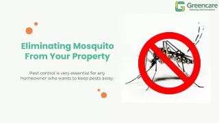 eliminating mosquito from your property