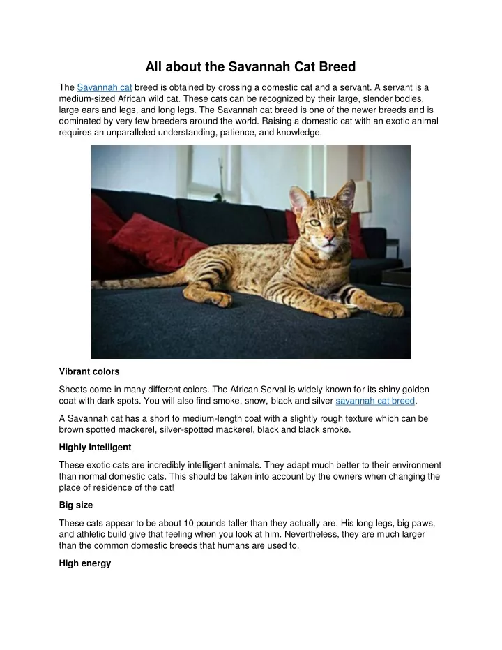 all about the savannah cat breed