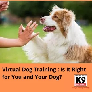 Virtual Dog Training  Is It Right for You and Your Dog
