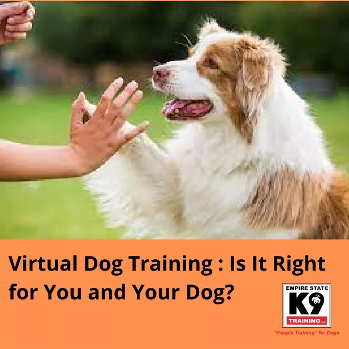 virtual dog training is it right for you and your