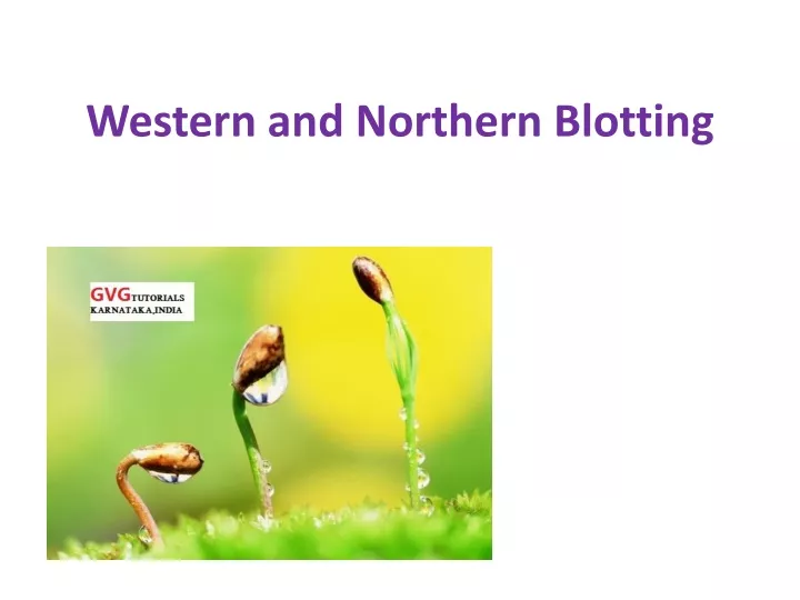 western and northern blotting