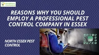 Reasons Why You Should Employ A Professional Pest Control Company In Essex