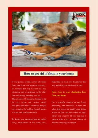 how to get rid of fleas in your home