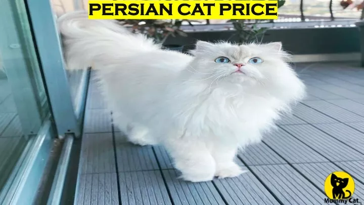 persian cat price persian cat price