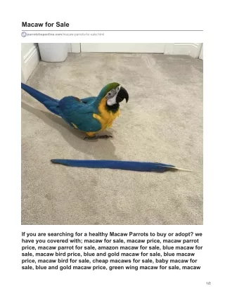 Blue and Gold Macaw