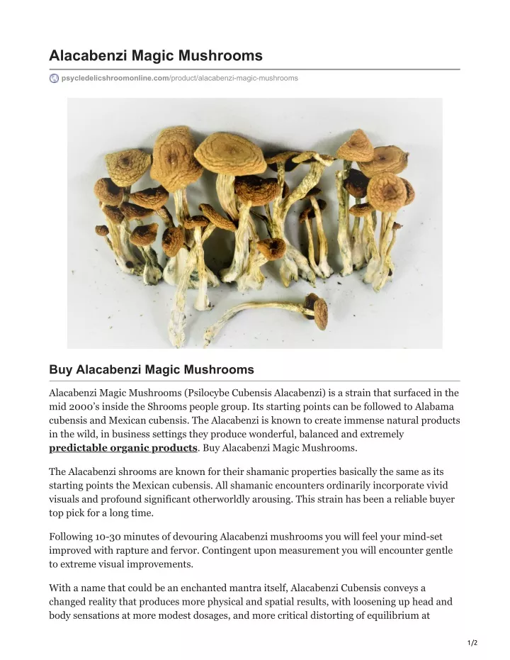 alacabenzi magic mushrooms