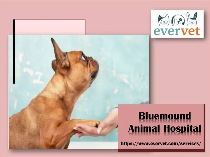 bluemound animal hospital