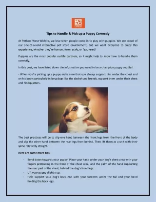 Tips to Handle & Pick up a Puppy Correctly