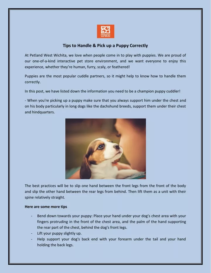 tips to handle pick up a puppy correctly