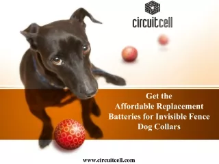 Get the Affordable Replacement Batteries for Invisible Fence Dog Collars