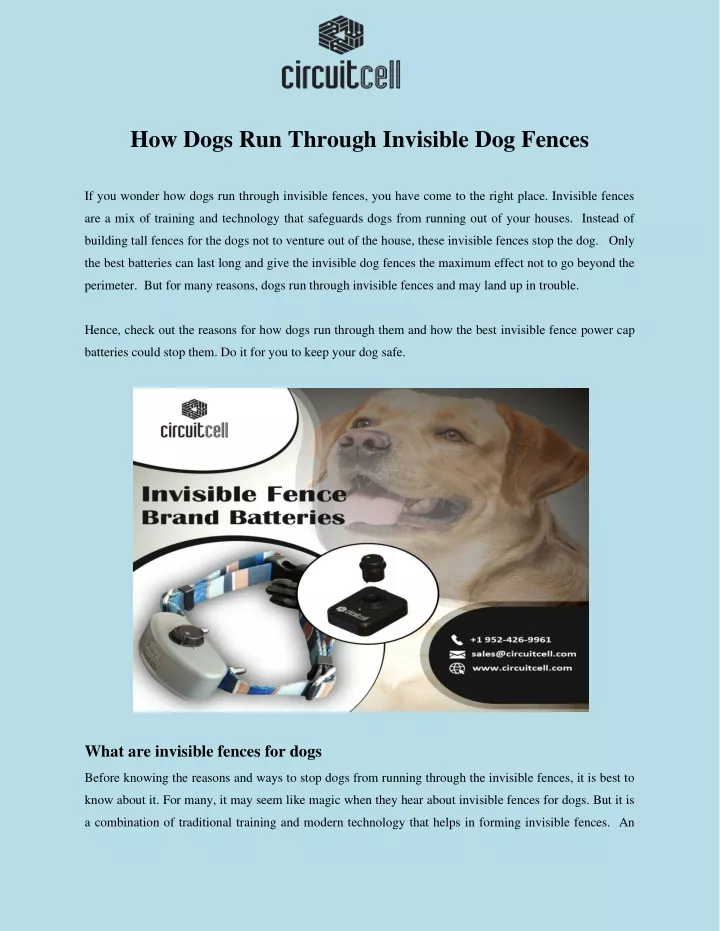 how dogs run through invisible dog fences