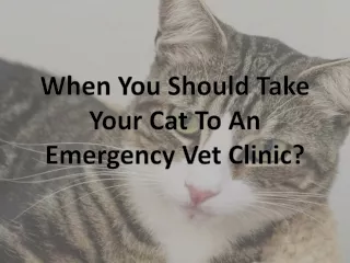 when you should take your cat to an emergency vet clinic